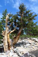 53-amazing_how_these_bristlecone_pine_trees_grow_and_survive