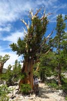55-Kenny_leans_on_a_bristecone_pine_tree