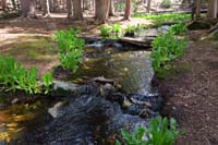61-stream_feeding_into_Teresa_Lake