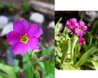 63-parry's_primrose,primula_parryi,picture_on_right_has_small_bee_on_pedal
