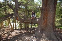 64-Kenny_sits_on_an_unusually_growing_tree_limb