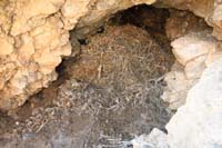 30-packrat_midden
