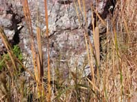 11-warm_natural_spring_feeds_area-cattails_grow
