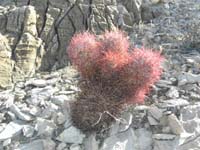 64-barrel_cacti_growing_out_of_a_barrel_cactus