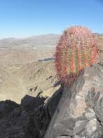 23-hardy_tenacious_Barrel_Cactus