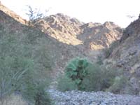 61-lonely_palm_tree_in_the_drainage