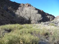 10-cottonwoods_in_meadow