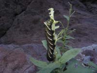 011-caterpillar_eating_a_desert_plant