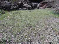 09-neat_Cryptantha_wildflower_field_among_the_rocks