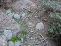 55-came_across_apparent_mountain_lion_kill_area-scattered_bighorn_sheep_bones-hair_on_leg_bones