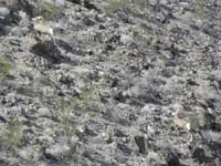 54-saw_the_bighorn_sheep_again