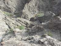 52-1159-done-230_feet_away_from_Boy_Scout_Canyon,but_ran_out_of_time-must_turn_back