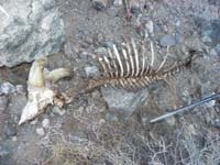 02-bighorn_sheep_skeleton