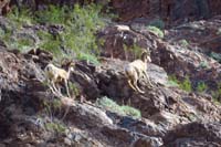 05-saw_some_bighorn_sheep_running_on_rocks