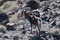 16-bighorn_sheep_spotted_on_route_to_Butter_Peak