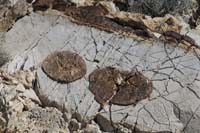 11-fossil_imprints_in_the_limestone_rock