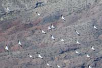 38-amazing_how_they_fly_together_with_determination