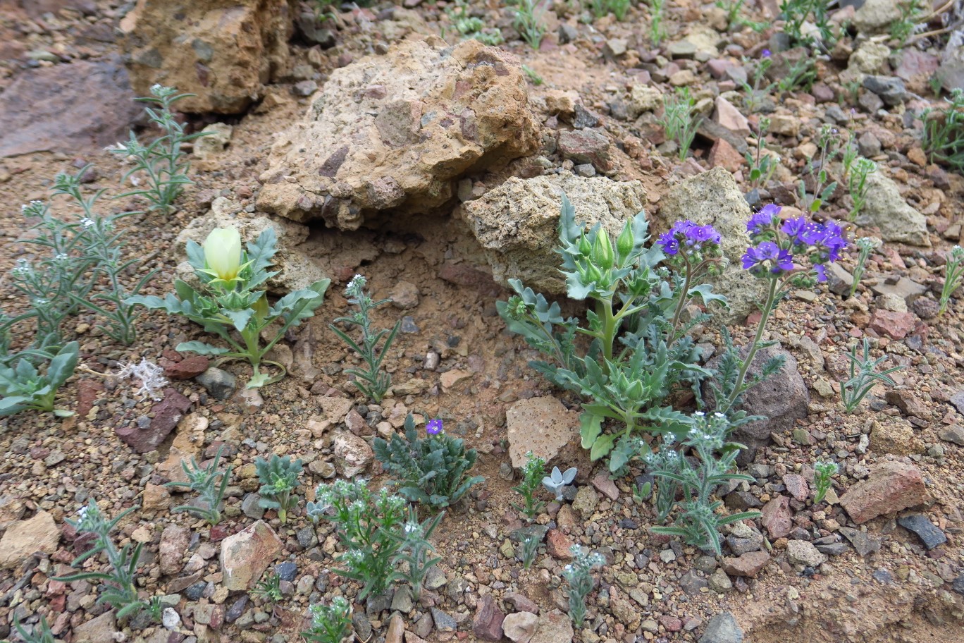 06-blooming_Phacelia_and_Blazingstar