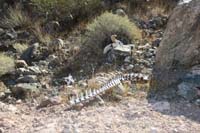 06-bighorn_sheep_skeleton_we_always_pass_by_along_the_way