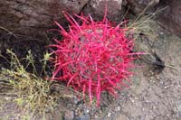 08-extremely_vibrant_barrel_cactus-original_untouched_photo