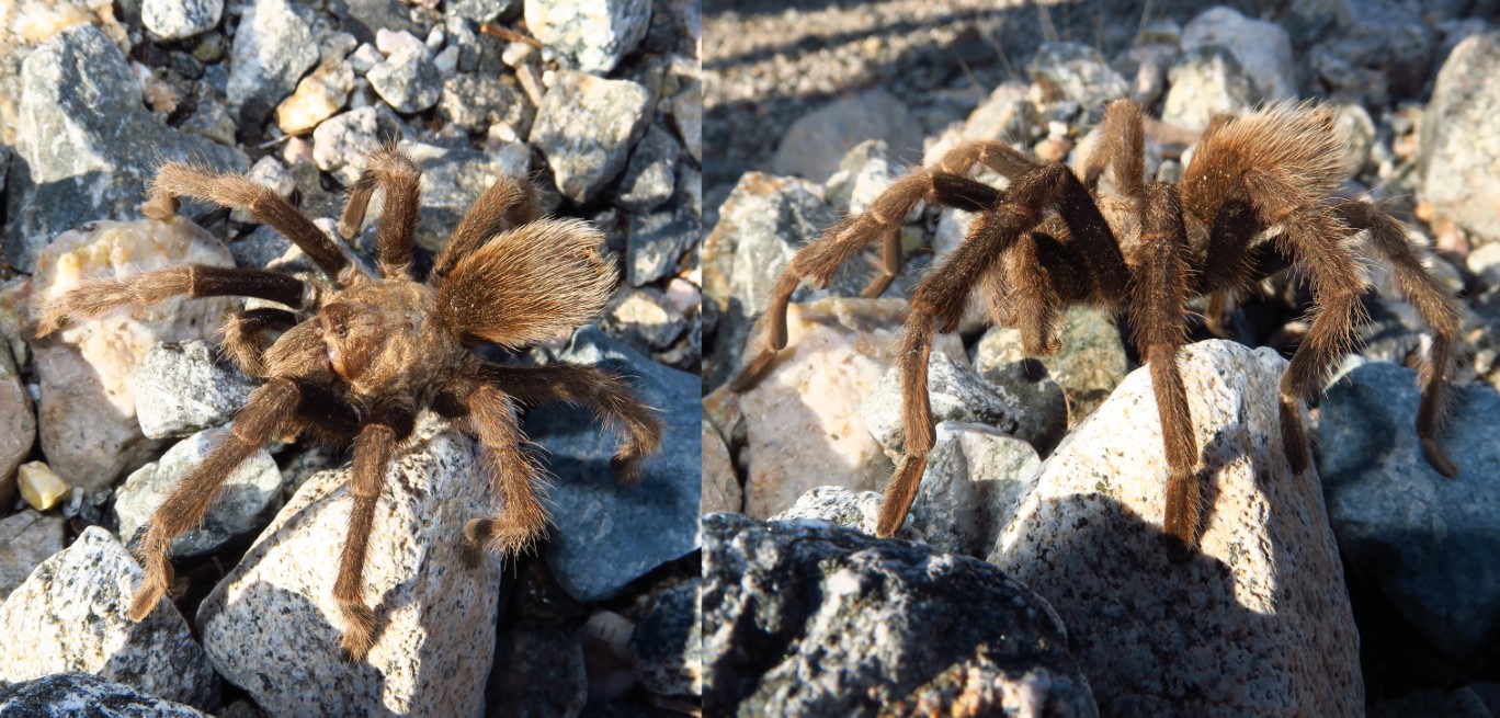 03-male_tarantula_on_a_stroll_looking_for_a_mate