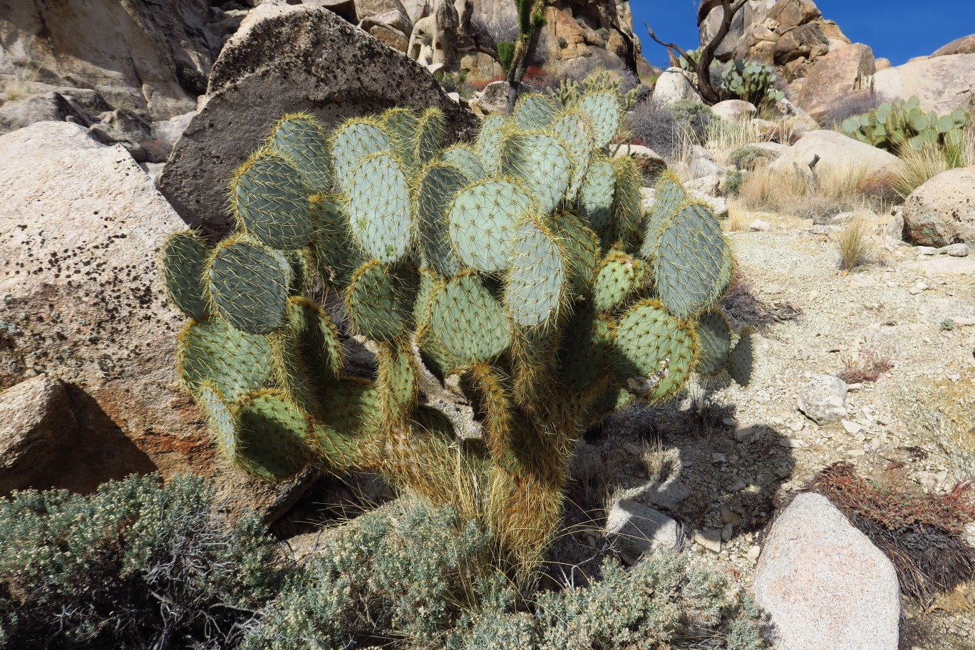09-healthy_looking_prickly_pear_cactus