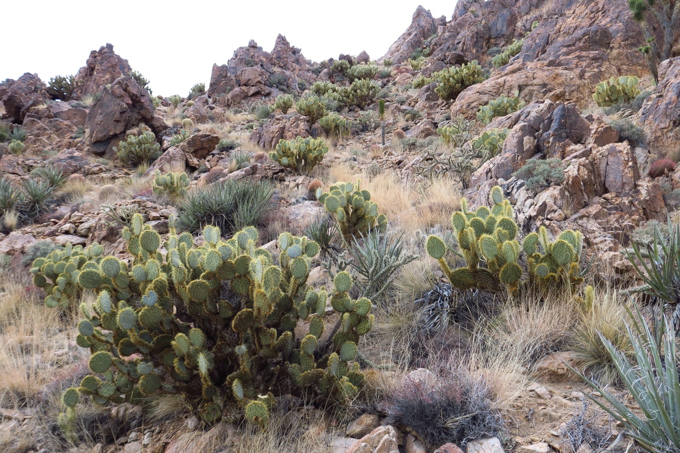 61-pretty_patch_of_healthy_prickly_pears