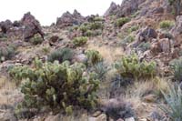 61-pretty_patch_of_healthy_prickly_pears