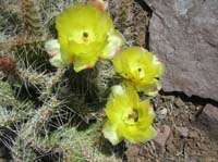 13-cactus_in_bloom