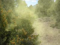 21-shake_or_plow_through_any_branch_to_create_an_eerie_cloud_of_pollen