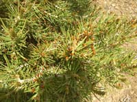 43-came_across_a_small_pinyon_pine_riddled_with_lady_bugs