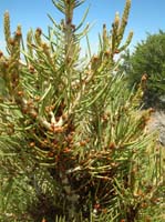 44-wow_there_were_a_lot_of_lady_bugs