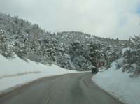 14-snow_covered_pine_trees