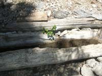 62-Cave_Springs_has_a_little_bit_of_flowing_water