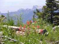 14-Indian_Paintbrush_with_Red_Rock_sandstone_in_the_distance