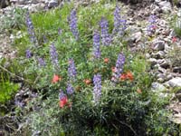 43-wildflowers