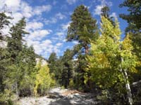 02-fall_colors_along_the_trail-pretty_Aspens_changing_colors