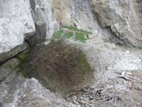 28-looking_down_to_bottom_of_Big_Falls_with_debris