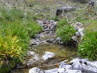 40-pretty_high_alpine_meadow