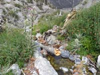 41-pretty_high_alpine_meadow