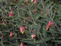 42-close_view_of_scarlet_columbines