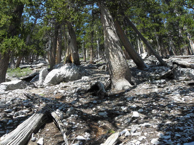 08-lush_forest_of_young_bristelcone_pines