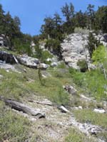 04-lusher_vegitation_at_Mummy_Spring_to_upper_left
