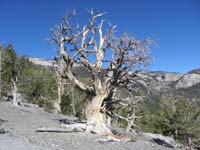 03-scenic_shot-neat_looking_dead_bristlecone_pine