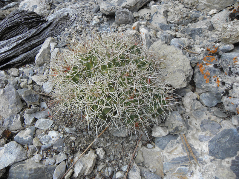 07-wow,a_cactus_at_8350_feet