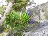 13-new_Bristlecone_Pine_cones_forming