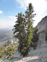 24-lots_of_old_big_Bristlecone_Pine_trees