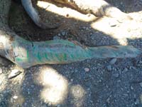 31-graffiti_on_root_of_Raintree_from_Bob_Grozenski_from_early_August