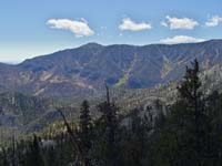 36-forest_landscape_with_Fall_colors_and_Griffith_Peak-notice_burned_tree_to_left_below_Harris_Peak-HDR