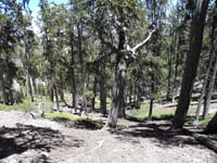 08-after_Mummy_Spring_I_head_down_this_way_to_Deer_Creek_Canyon-off_trail